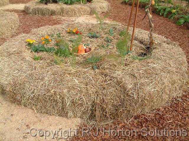 Vegie bed in straw_2